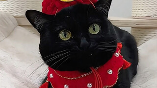 Kucing keberuntungan dengan fisik seperti ikan koi