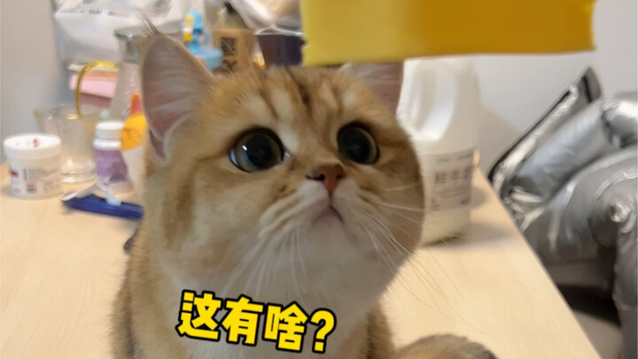 Ternyata keju adalah kekuatan!