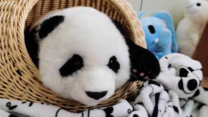 偷偷抱了只熊猫幼崽回家，怎么养，在线等，急！