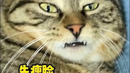 في هذا الزمن، حتى القطط الصغيرة باتت تستخدم الفوتوشوب للترويج لنفسها؟!