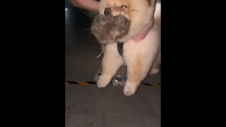 “Silly Dog”
