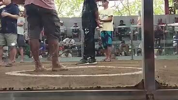 gold na abuhin amin vs binabae.