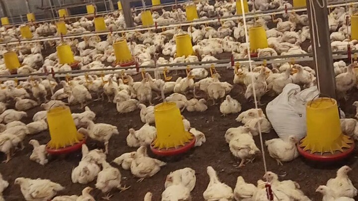 ayam ayam#ayam