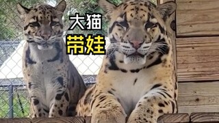 那些有爱的动物视频！