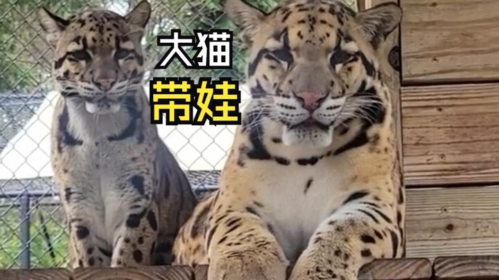 那些有爱的动物视频！