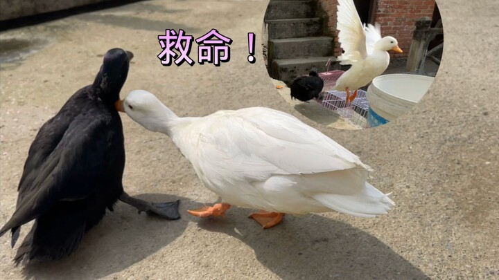 The hatred towards the Call ducks—this revenge came all too quickly!