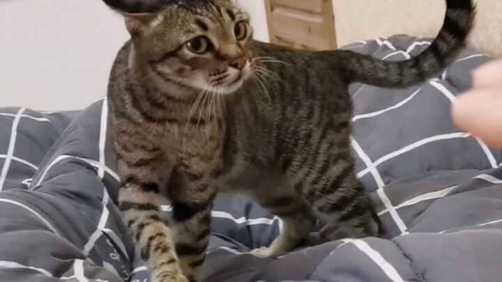 Miau Shifu: Waduh! Kena kalah telak, si pembersih kotoran kucing hari ini benar-benar sangat kuat.