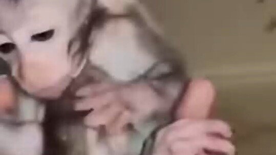 Baby monkey