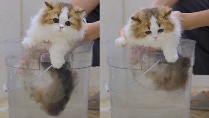 القطط الأخرى تستحم بالماء، أما القطط القصيرة الأرجل فتطفو في الدلو!