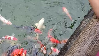 coi fish kamay ni jesus lucban quezon
