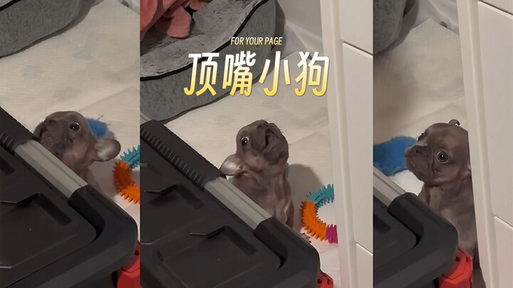 Tiny pup, talking all cool and confident!