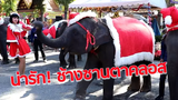 น่ารัก ! ช้างแสนรู้ในชุดซานตาคลอส มอบความสุขให้ นทท