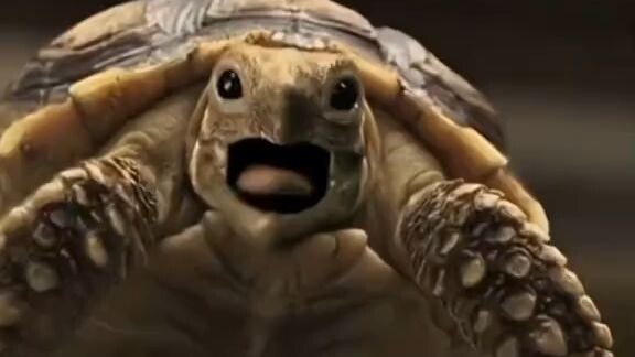 Anak laki-laki ini menemukan kura-Kura pra sejarah🐢