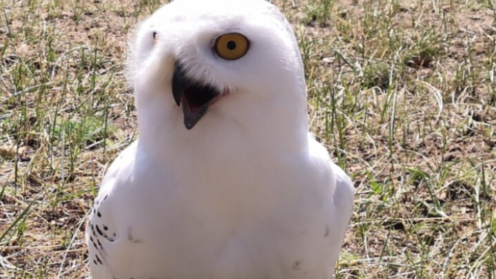 Even this adorable snowy owl dango gets impatient after just a few pats!