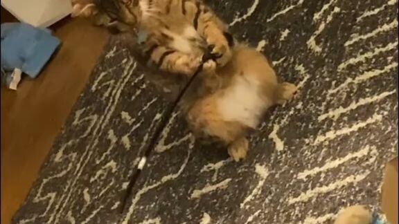 funny cat videos