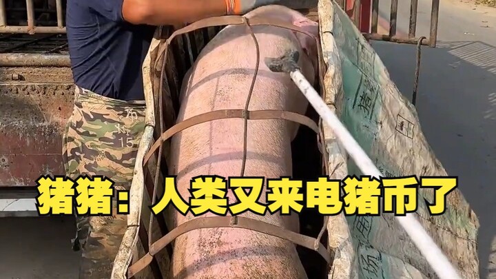 Zhu Zhu: Manusia lagi top-up Pig Coin!