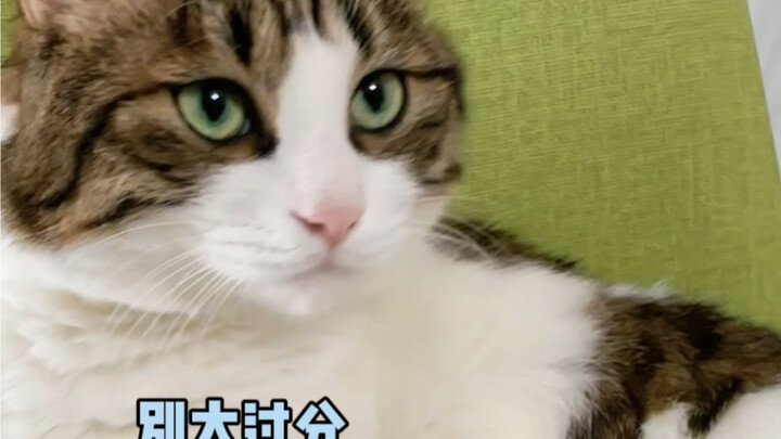 معلومة طريفة عن شعر القطط ههههه، جرّبها مع قطك الآن!