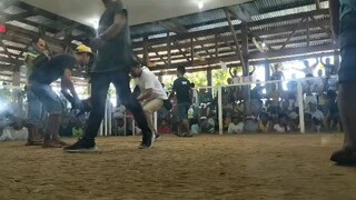 Red Kelso 3x winner krb warriors