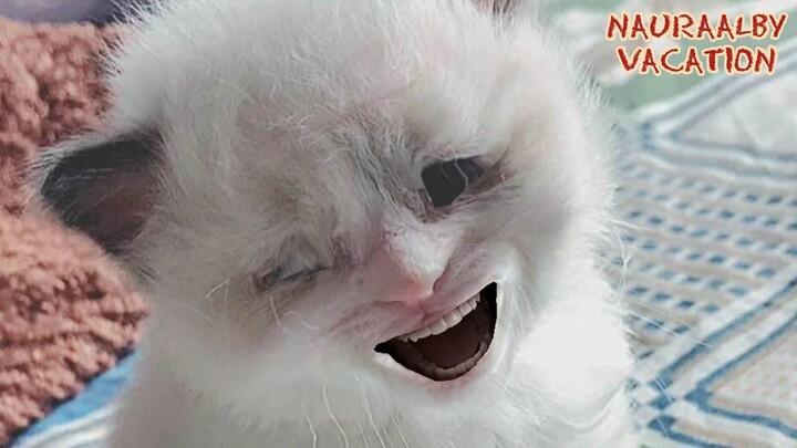 Kucing Lucu Tertawa Ngakak | Cute Cats And Kittens