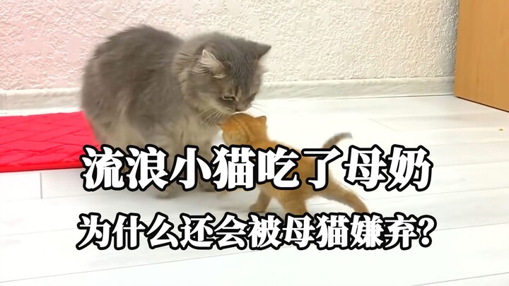 Why does a stray kitten still get rejected by its mother even after nursing?