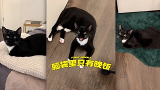 脑袋嗡嗡，只有饭饭🍚