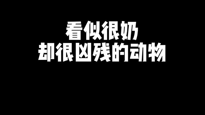เกร็ดความรู้เกี่ยวกับสัตว์เลี้ยง: สัตว์ที่ดูอ่อนโยนและเป็นมิตรในยามปกติ แท้จริงแล้วก็มีด้านโหดร้ายเช
