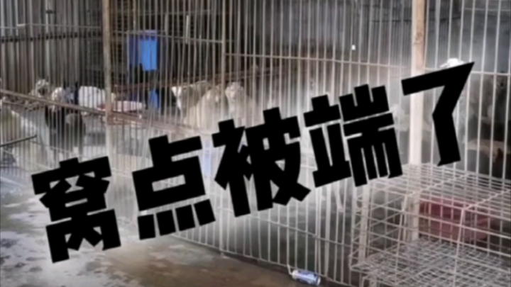 竟敢偷我家小黄，这下被端了吧？