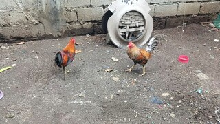 unang sayaw SBR VS dome ni Nene Aguilar