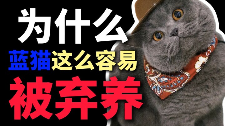 ทำไมแมวสีฟ้าถึงถูกทอดทิ้งได้ง่ายขนาดนี้?