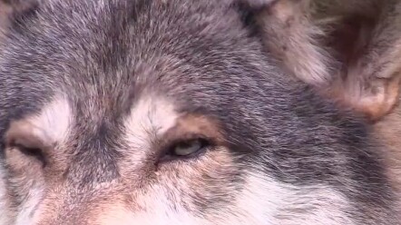 The True Meaning of Wolf-Pack Culture — By the End, I Was Moved by the Wolf King