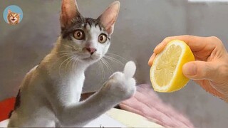 Angry Cats- Super Pets Reaction Videos #4| MEOW