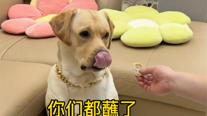 Anjing ini benar-benar pilih-pilih, makan pangsit harus dicocol cuka