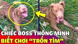 Chiếc Boss thông minh biết chơi 'TRỐN TÌM' khiến ai nấy cười xỉu 😂 Gâu Đần