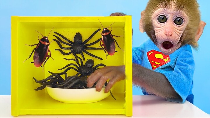 Monkey Baby Bon Bon opens a mysterious box containing m&m candy and swims with the ducklings