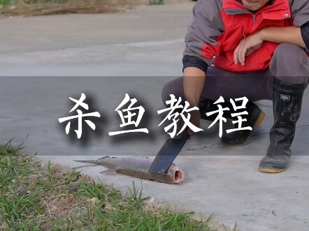 How to Gut a Fish – Tutorial