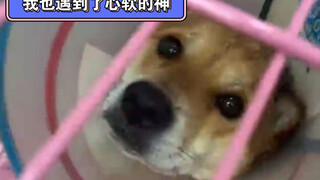 Follow-up on rescuing the stray dog involved in the car accident!