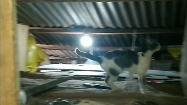 Rertas certas & is the best and jacob for 😱🐈‍⬛🐈