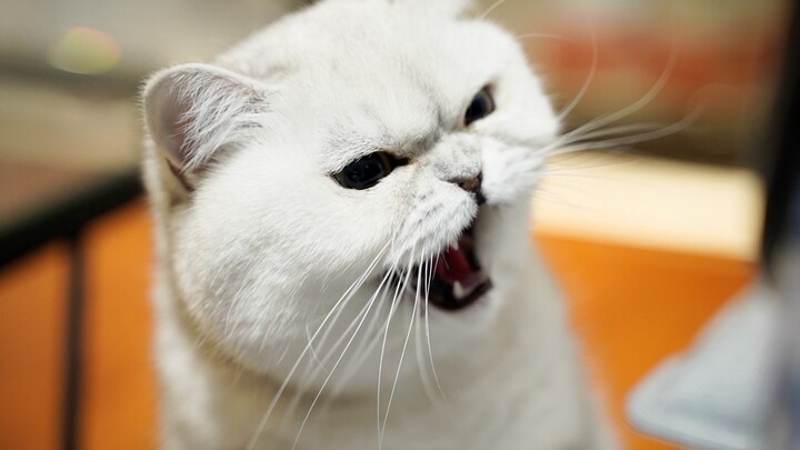 Brought a stray cat’s illegitimate kitten home—locals freak out: “Don’t you come over here!”