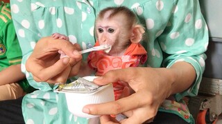 After Cooking Baby monkey enjoy yogurt very much