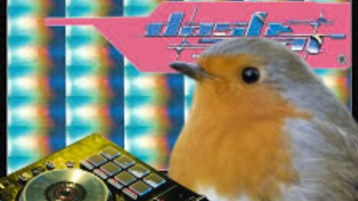 Burung Goyang: Serangan Menyengat dashstar*