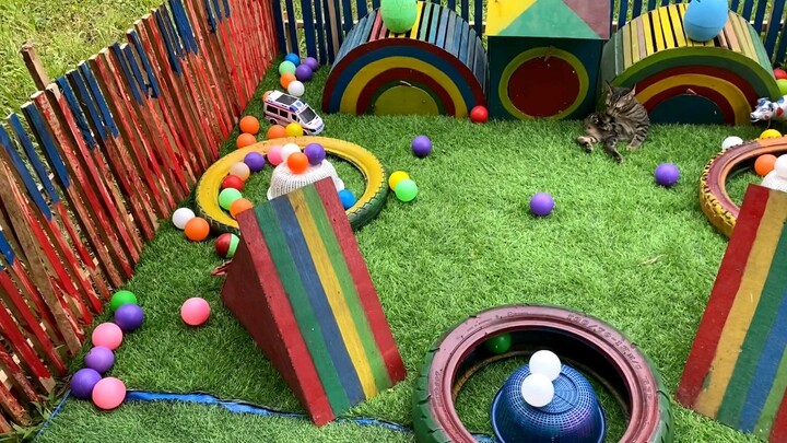 Ayam Kecil Warna Warni