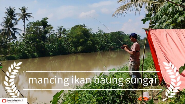 mancing ikan baung di sungai cikao