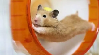 Funny Hamsters 🔴 Funny Hamster Videos Compilation (2018) Graciosos Hamsters Vídeo Recopilación