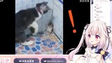 日本萝莉看现实版猫和老鼠 原来都是真的！