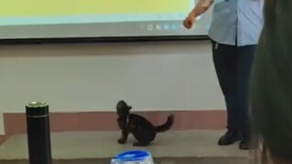 I don't understand the university lectures, but I like your cat toy