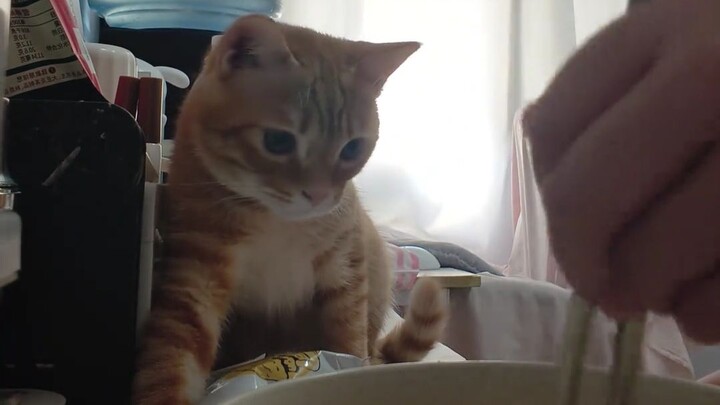 What if it was bought by a kitten?