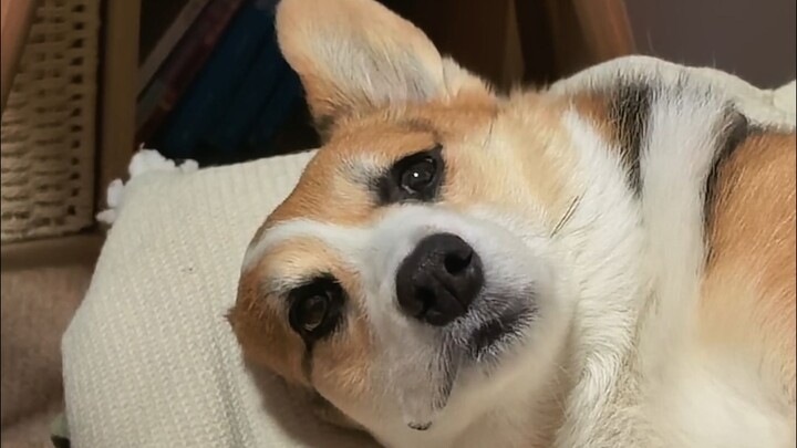 Mộng trong mộng trong mộng, trộm mộng hải sản