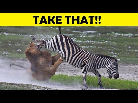 Top 10 Predators Surprised By Their Prey (PREDATOR LOSES) - Part 2