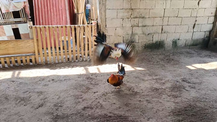 Sweater grey Vs. Sweater hatch #National banded