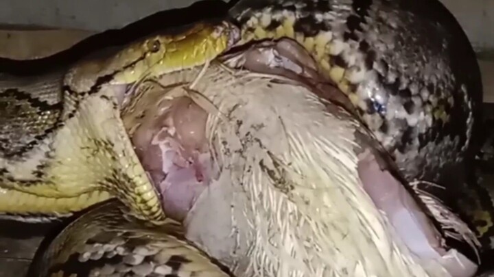 Sanca kembang ( malayopython reticulatus )